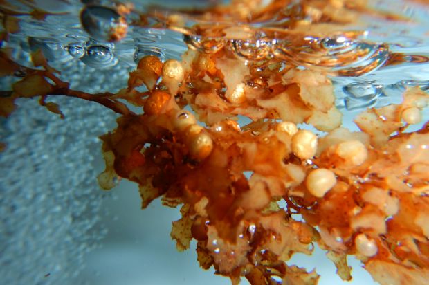 Hải tảo